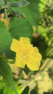 Delicate yellow flowers of Biophytum sensitivum blooming among slender compound leaves, highlighting the natural beauty of this small tropical herb in a botanical setting