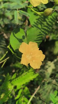 Delicate yellow flowers of Biophytum sensitivum blooming among slender compound leaves, highlighting the natural beauty of this small tropical herb in a botanical setting