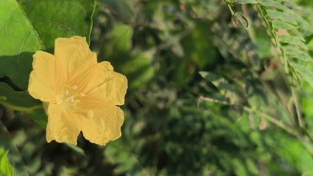 Delicate yellow flowers of Biophytum sensitivum blooming among slender compound leaves, highlighting the natural beauty of this small tropical herb in a botanical setting