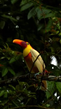 Lesser Bird of Paradise Perched on a Branch in the Tropical Rainforest