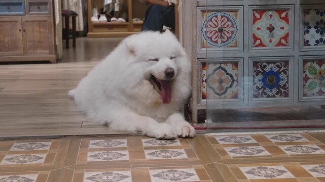 Cute fluffy white dog suffering from heat in summer, lying on floor in house. Love to animals, care about domestic pets, relax in hot day, air conditioner for cooling in abnormal heat in vacation