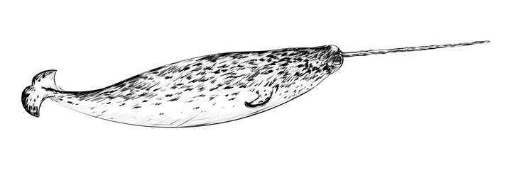 Png Narwhal animal illustration, transparent background © Rawpixel.com