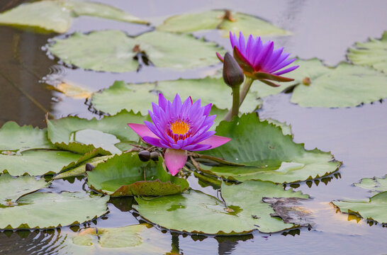 Beautiful  purple and yellow lotus flower or water lily. Scientific Name : Nelumbo nucifera. Long Valley, Sheung Shui, Hong Kong