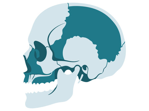 Human skull bone anatomy side view diagram showing cranial bones and facial structure details with medical diagram anatomy illustration skeletal system human skeleton head bones health science