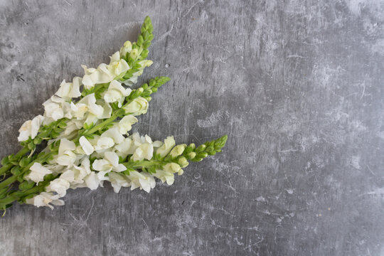White snapdragons curve gracefully across textured gray stone. Soft blooms contrast subtly with rough, mottled background. Minimalist composition leaves ample room for text or design