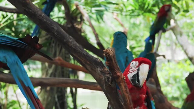 Birdwatching in natural park, group of parrots sitting on trees in summer day. Traveling and tourism, enjoy nature and explore world diversity, unity of person and nature, green-winged macaw flock