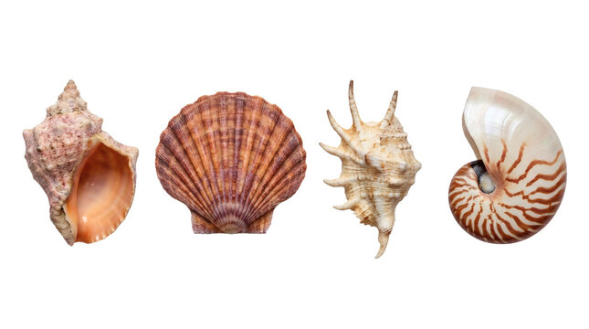 Set of four natural sea shells including scallop, conch, and nautilus shell isolated on transparent background.