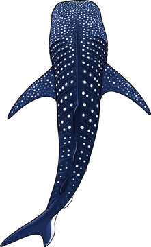 tibur&oacute;n ballena, tibur&oacute;n, tibur&oacute;n marino, pez gigante, animal marino, fauna marina, vida marina, fauna oce&aacute;nica, oc&eacute;ano, mar, vida submarina, mundo submarino, animal acu&aacute;tico, pez, especie marina, fau