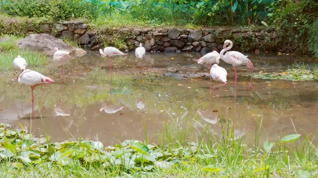 Group of greater flamingos on pond, visit zoo, travel and explore unique animals . Birdwatching and discovery, tourist attraction in natural park, beautiful and calm scenery in reserve in summer day