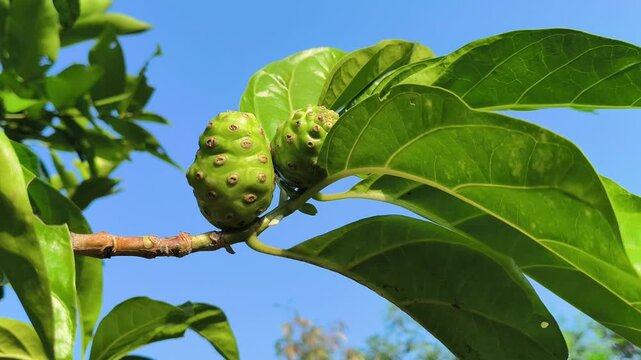 Green noni fruit (Morinda citrifolia) with a distinctive bumpy surface, traditionally used in herbal preparations and valued as a tropical plant with various bioactive compounds.