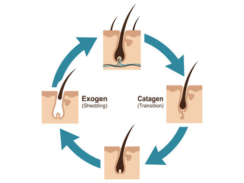 Infographic diagram of human hair growth cycle showing anagen catagen telogen and exogen phases with medical diagram biology illustration hair follicle skin anatomy dermatology graphic hair loss