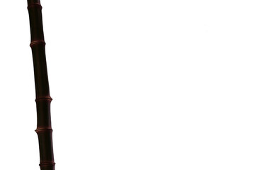 Fototapeta premium Single Bamboo Stalk Isolated on Black Background