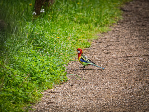 Eastern Rosella Lifts Foot On Path