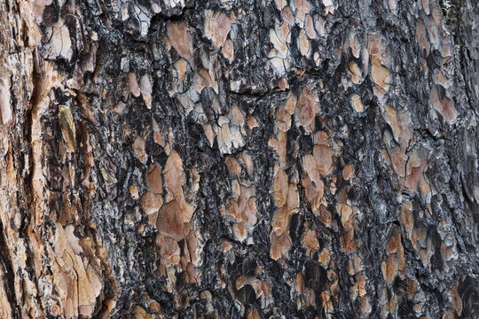 tree bark