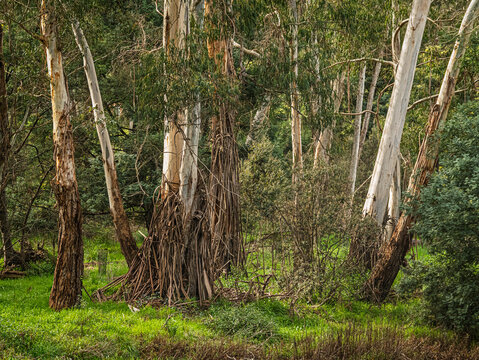 Scruffy Gum Trees Lean Away