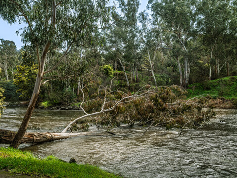 Massive Tree Fallen Into Yarra River
