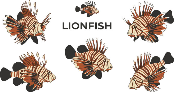 Lionfish, marine life and aquatic animal set for education, nature biology and ocean research. Tropical fish, invasive species and coral reef fauna with fins, stripes, swimming and beautiful wildlife
