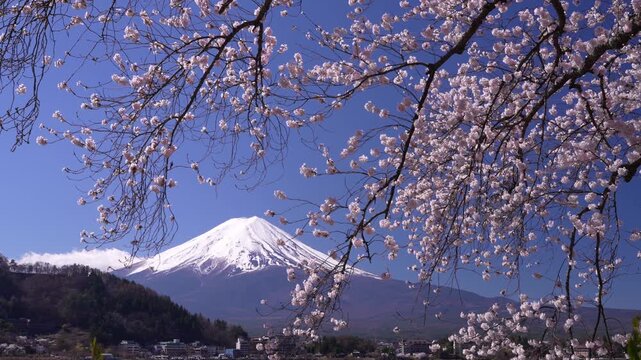 河口湖湖畔に咲く満開の桜と富士山の春風景

