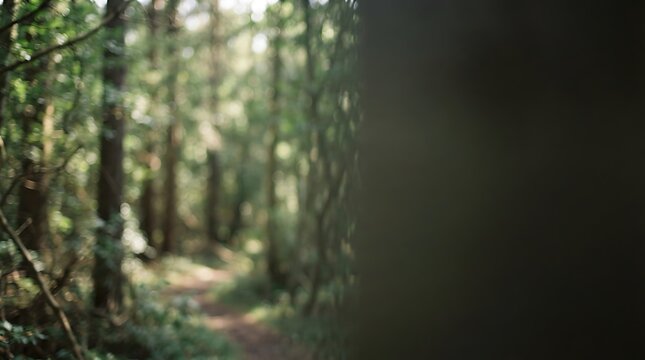 rain in the forest