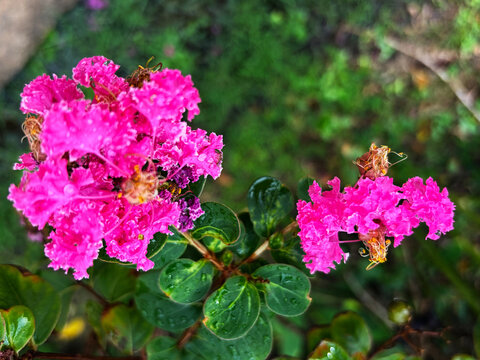 Beautiful pink crape myrtle flower blooming with water drops on green leaves outdoors