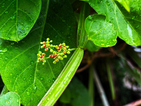 Veloce Cissus quadrangularis vine with tiny flower buds and water droplets in a garden