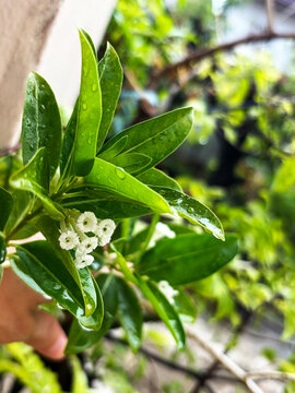 Cestrum diurnum  is a king of the day, Day Cestrum, Day-blooming Jessamine, Din ka Raja. Fragrant in the daytime. Fresh green leaves and small white flowers with raindrops in a garden setting