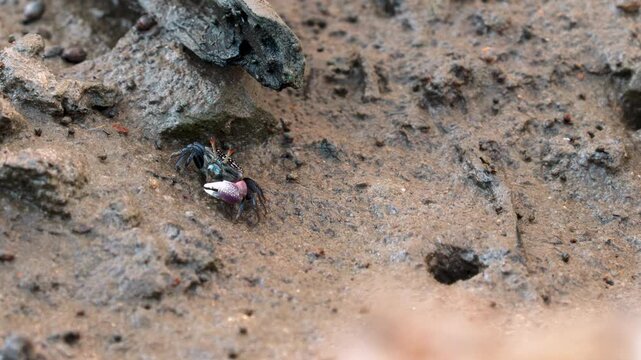 Small crab moving on sandy beach and hiding in burrow at mangrove ecosystem