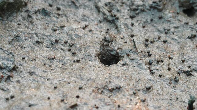 Small crab moving on sandy beach and hiding in burrow at mangrove ecosystem