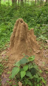 Large Termite Mound in Green Forest, Natural Earthen Insect Nest Surrounded by Vegetation, Tropical Woodland Ecosystem, Wildlife Habitat, Nature, Ecology and Biodiversity