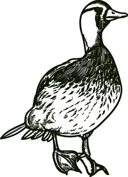 torrent duck pato corta corriente sketch drawing style artwork