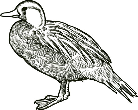 torrent duck pato corta corriente sketch drawing style artwork 3