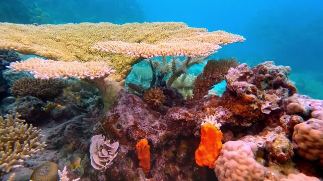 Colorful marine life of Belize coral barrier reef. Diverse corals create a stunning underwater ecosystem, with various species of sponges and hard corals flourishing in clear tropical waters of Fiji