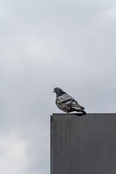曇り空と鳩