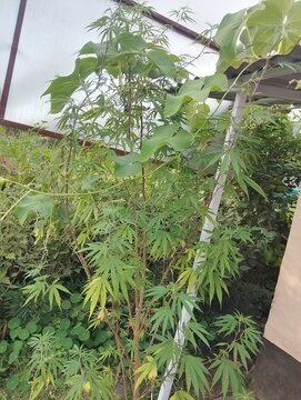 Flora and Fauna in Chitlang Valley
