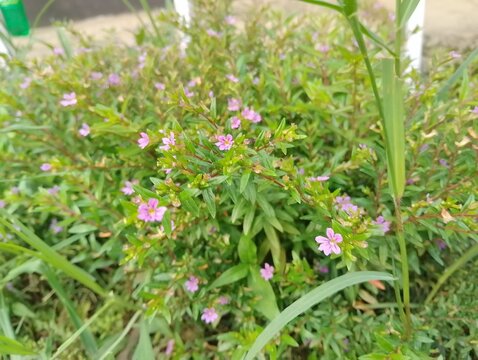 Flora and Fauna in Chitlang Valley