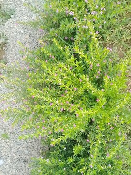 Flora and Fauna in Chitlang Valley