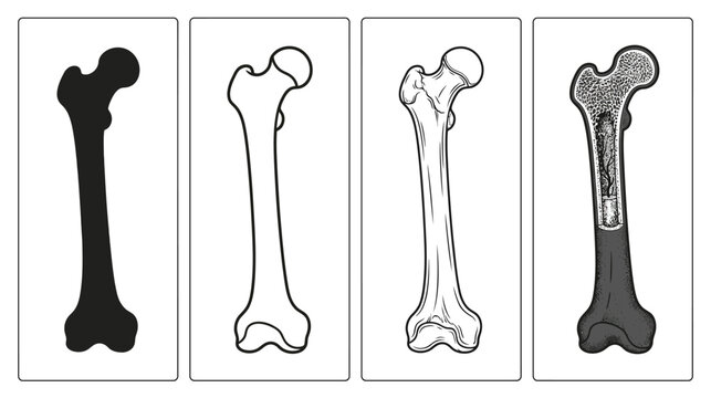 Human femur bone anatomy icons, set of 4 medical vector illustrations, skeletal system diagrams for education and healthcare