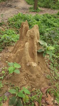 Large Termite Mound in Green Forest, Natural Earthen Insect Nest Surrounded by Vegetation, Tropical Woodland Ecosystem, Wildlife Habitat, Nature, Ecology and Biodiversity