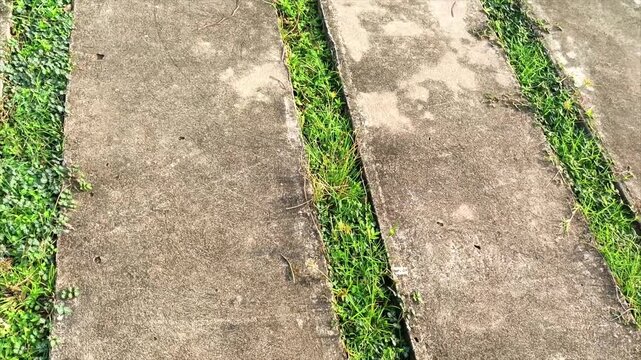 Concrete Pavement Walkway With Green Grass Growing In Between Joints
