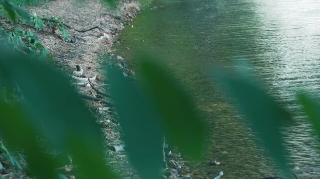 Close-up of leaves on a small branch drifting along the lakeshore while swimming backstroke
