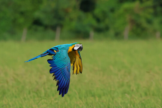 A colorful blue and gold macaw parrot flying over the rice fields. Free-flying bird