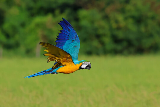 A colorful blue and gold macaw parrot flying over the rice fields. Free-flying bird