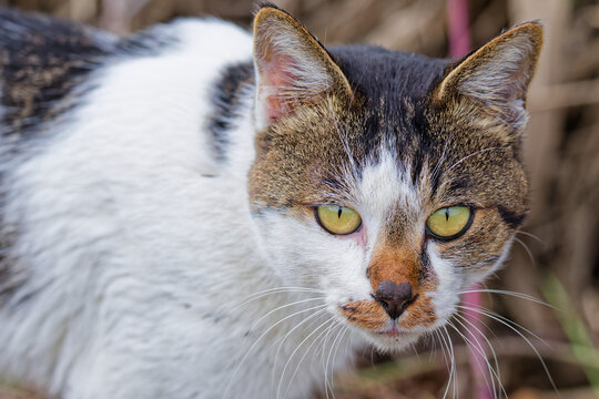 きじねこ キジ猫」の写真素材 | 13,618件の無料イラスト画像 | Adobe Stock