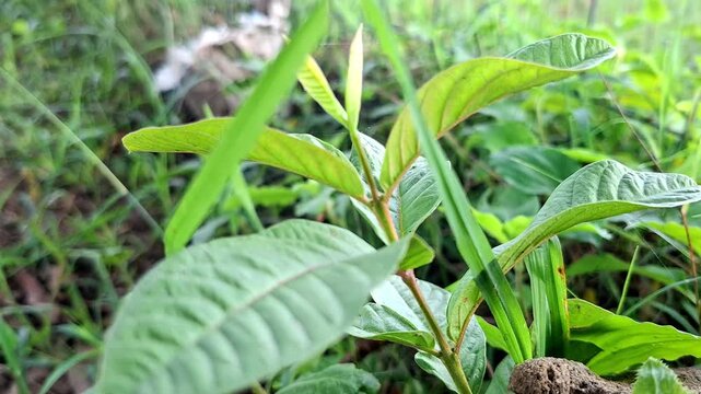 Young Guava Shoot Growing Among Green Lawn Turf