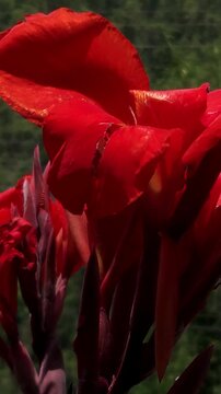 Canna Lily flower