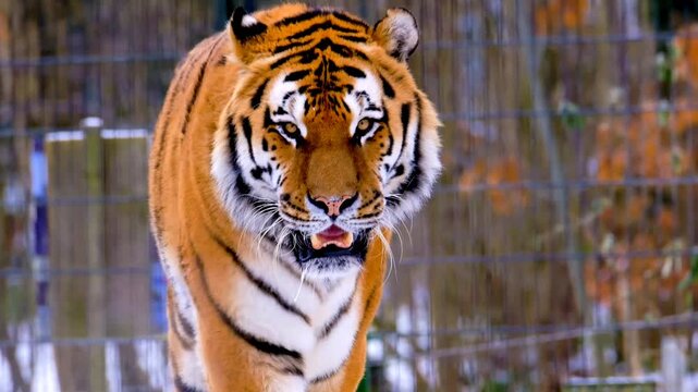 A powerful tiger walking towards the camera in a zoo enclosure video