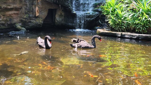 Black swans swim near waterfall.