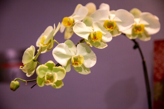 White moth orchid arching stem close-up.