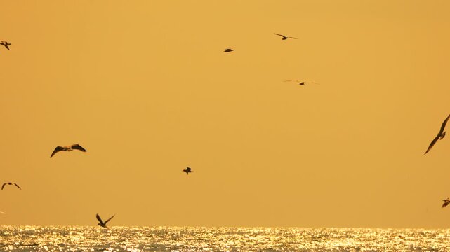 Seagulls flying sunset silhouette golden horizon sparkling ocean water tranquil nature scene copy space