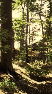 Bright sunlight shines through the branches of tall trees in a forest. The path is visible on the ground covered by leaves and dirt. The scene shows nature and greenery.